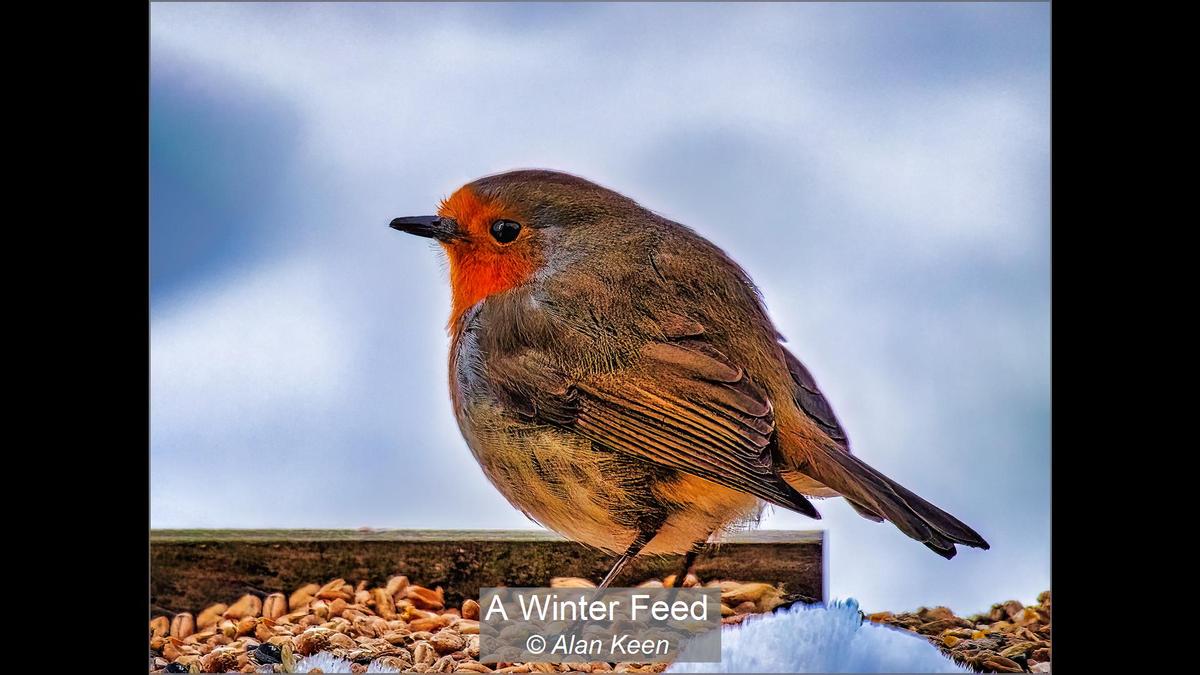 11_A Winter Feed_Alan Keen